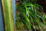 Enlarged Image of 'Vittaria rigida'