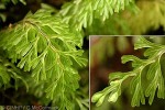 Enlarged Image of 'Hymenophyllum polyanthos'