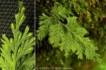 Enlarged Image of 'Trichomanes bipunctatum'