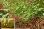 Enlarged Image of 'Trichomanes dentatum'