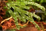 Enlarged Image of 'Trichomanes digitatum'