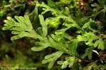 Enlarged Image of 'Trichomanes humile'