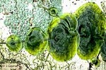 Enlarged Image of 'Trichomanes tahitense'