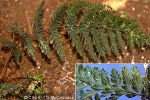 Enlarged Image of 'Trichomanes apiifolium'