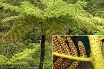Enlarged Image of 'Cyathea parksiae'