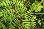 Enlarged Image of 'Histiopteris incisa'
