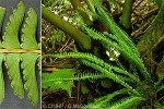 Enlarged Image of 'Lindsaea repens'