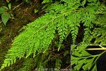 Enlarged Image of 'Sphenomeris chinensis'