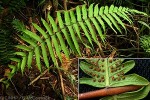 Enlarged Image of 'Christella dentata'