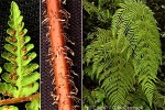 Enlarged Image of 'Macrothelypteris polypodioides'