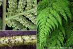 Enlarged Image of 'Macrothelypteris torresiana'