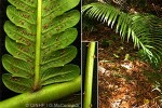 Enlarged Image of 'Pneumatopteris glandulifera'