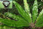 Enlarged Image of 'Asplenium australasicum'