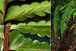 Enlarged Image of 'Asplenium caudatum'