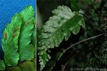 Enlarged Image of 'Asplenium excisum'