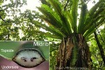 Enlarged Image of 'Asplenium nidus'