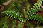 Enlarged Image of 'Asplenium schizotrichum'