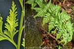 Enlarged Image of 'Loxoscaphe gibberosum'
