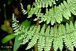 Enlarged Image of 'Acrophorus raiateensis'