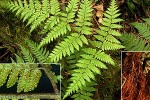 Enlarged Image of 'Ctenitis samoensis'
