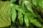 Enlarged Image of 'Tectaria decurrens'