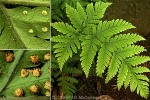Enlarged Image of 'Tectaria dissecta'