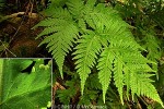 Enlarged Image of 'Tectaria jardinii'