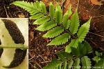 Enlarged Image of 'Bolbitis lonchophora'