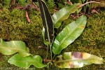 Enlarged Image of 'Elaphoglossum savaiense'