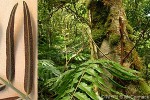 Enlarged Image of 'Lomagramma tahitensis'
