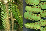 Enlarged Image of 'Arthropteris palisotii'