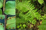 Enlarged Image of 'Nephrolepis biserrata'