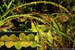 Enlarged Image of 'Nephrolepis duffii'