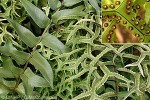 Enlarged Image of 'Nephrolepis falcata'