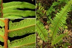 Enlarged Image of 'Nephrolepis hirsutula'