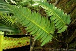 Enlarged Image of 'Humata banksii'