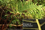 Enlarged Image of 'Blechnum procerum'