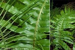 Enlarged Image of 'Blechnum vulcanicum'