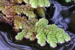 Enlarged Image of 'Azolla filiculoides'