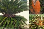 Enlarged Image of 'Cycas revoluta'