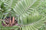 Enlarged Image of 'Zamia furfuracea'