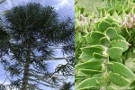 Enlarged Image of 'Araucaria bidwillii'