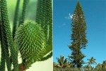 Enlarged Image of 'Araucaria columnaris'