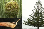 Enlarged Image of 'Araucaria heterophylla'
