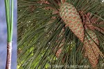 Enlarged Image of 'Pinus caribaea'