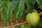 Enlarged Image of 'Annona glabra'