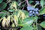 Enlarged Image of 'Cananga odorata'