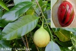 Enlarged Image of 'Myristica fragrans'