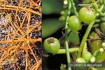 Enlarged Image of 'Cassytha filiformis'