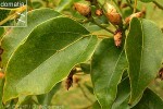 Enlarged Image of 'Cinnamomum camphora'